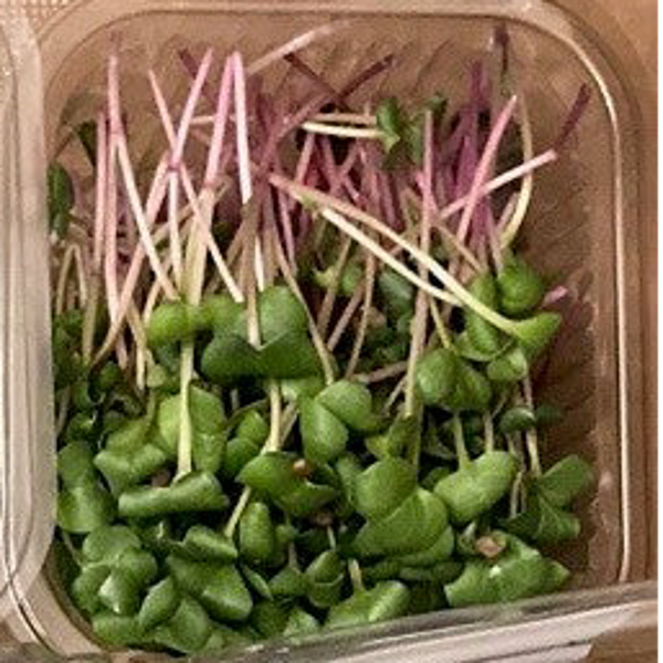 Microgreen Radish Mix