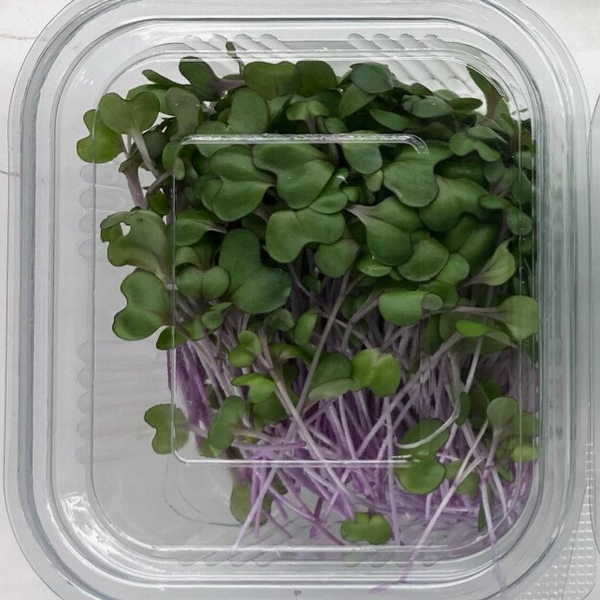 Microgreen Red Cabbage
