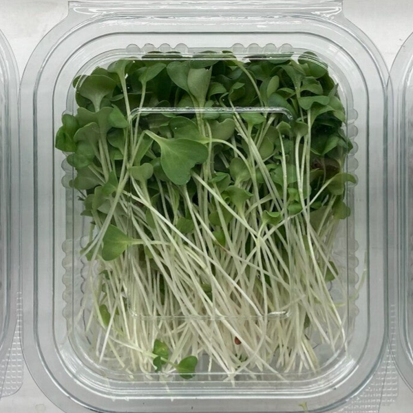 Microgreens Broccoli