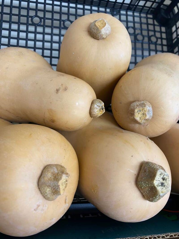 Butternut Squash