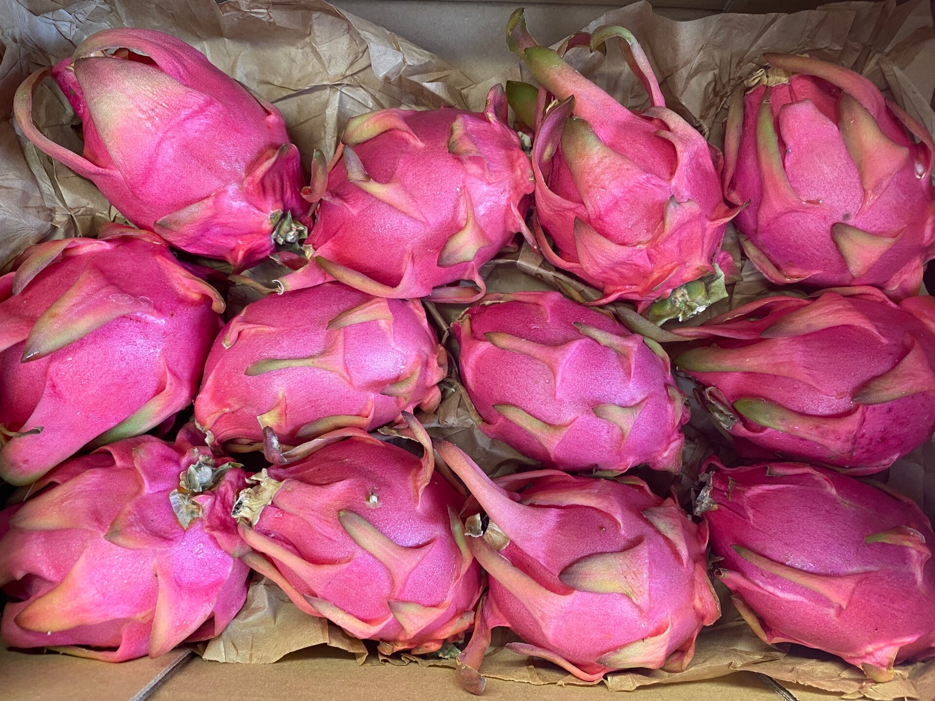 Dragon Fruit Pink