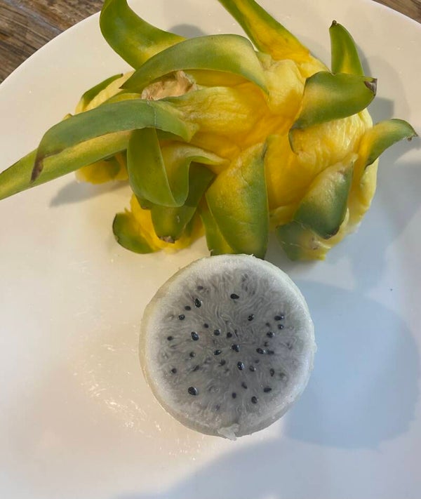 Dragon Fruit Yellow