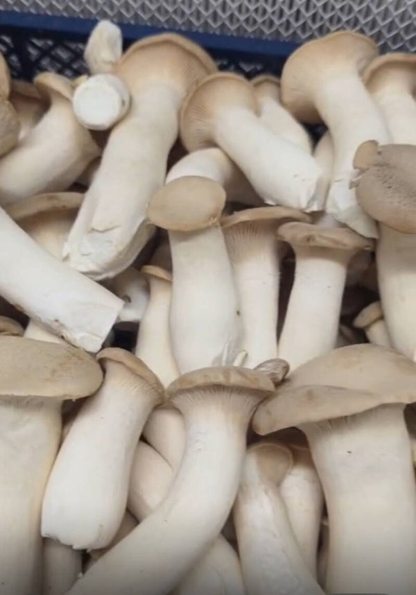 Mushrooms King Oyster
