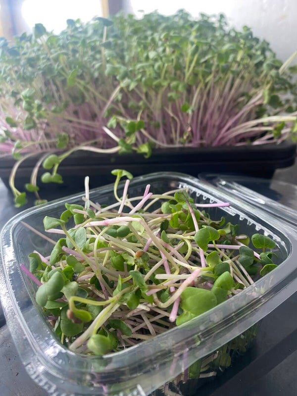 Radish Daikon