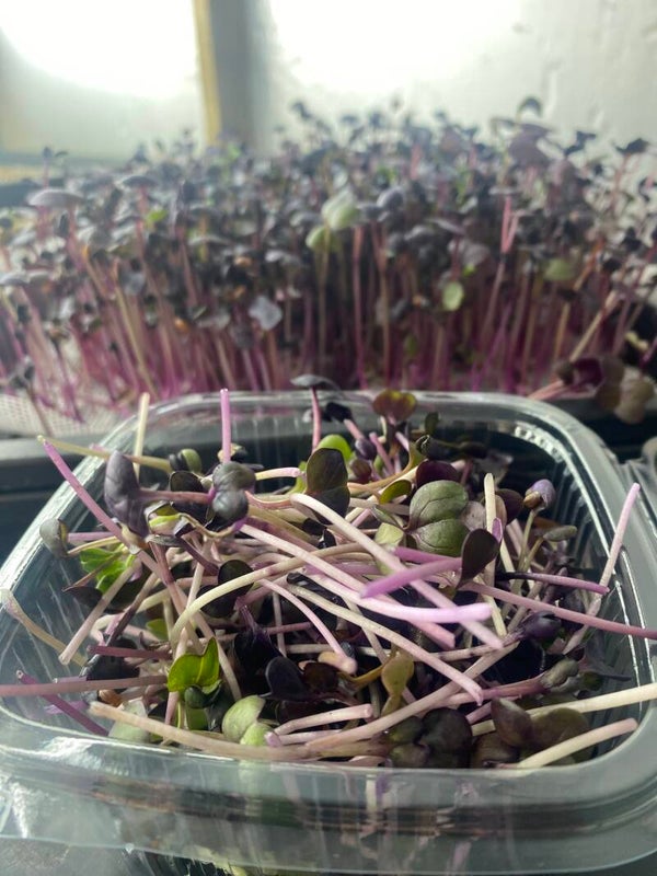 Radish Rioja