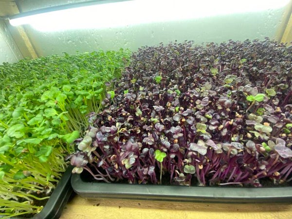 Microgreen Radish Mix