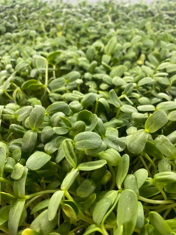Sunflower Shoots