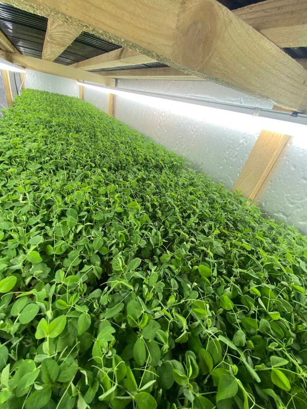 Pea Shoots 100g bag