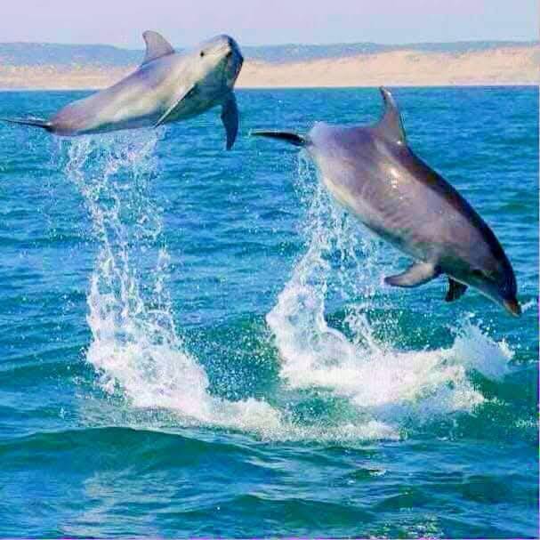 whatsapp-image-2026-06-21-at-12-36-00-4-standard.jpg