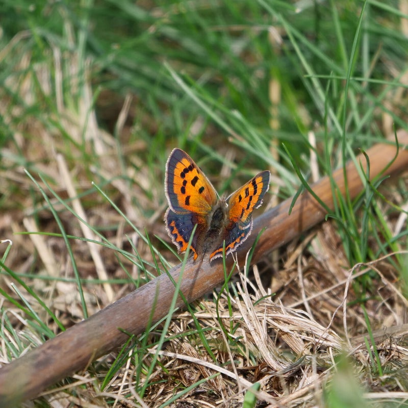 Kleine vuurvlinder, Tienhovense Plassen