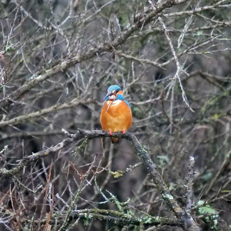 IJsvogel braakt braakbal uit.