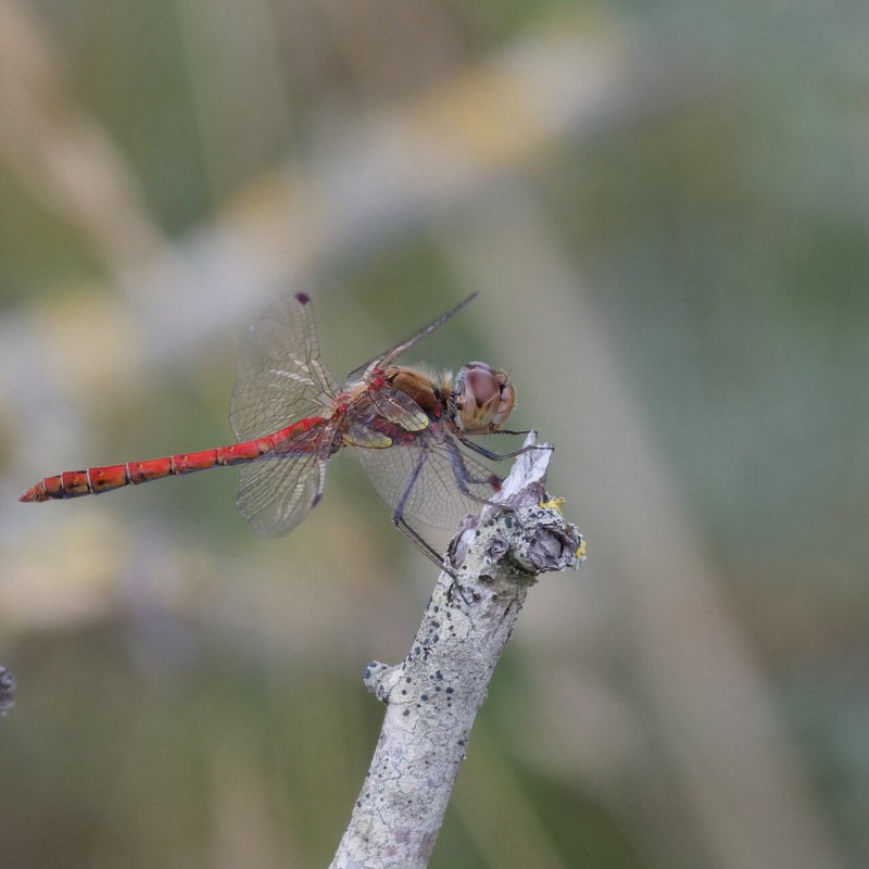 Bruinrode heidelibel ♂, Kennemerduinen