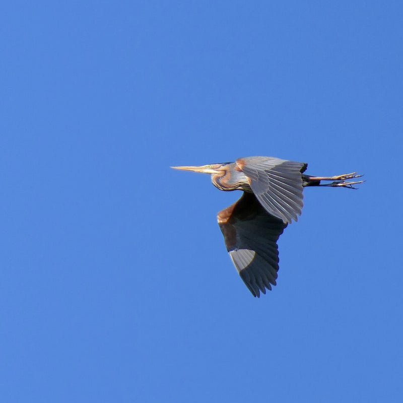 Purperreiger, Zouweboezem