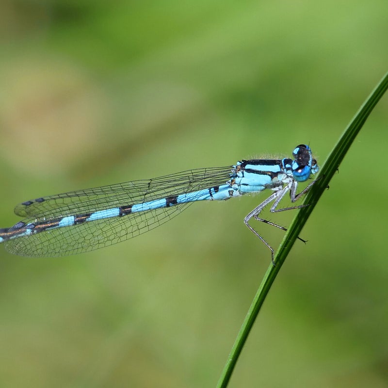 Watersnuffel, Leersumse Veld