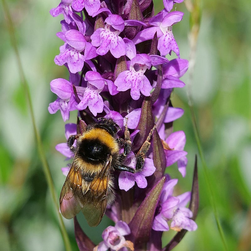 Tuinhommel, Vlieland