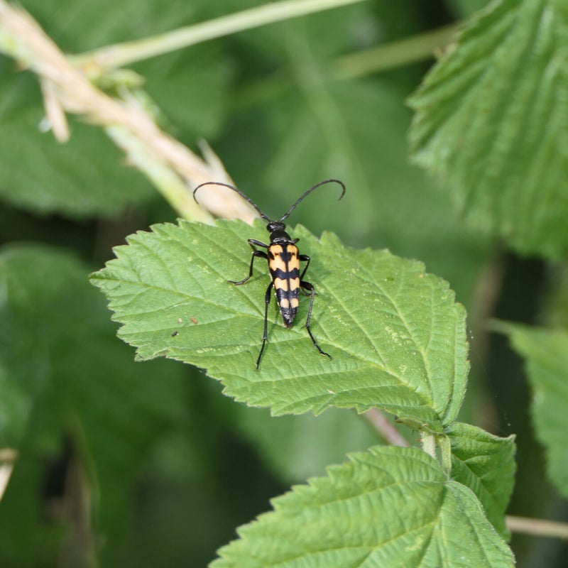 Gevlekte smalboktor, Tienhovense Plassen