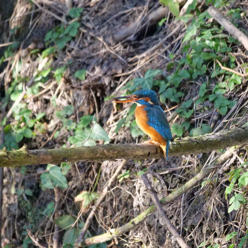 IJsvogel ♀, Natuurtuin De Wiedijk