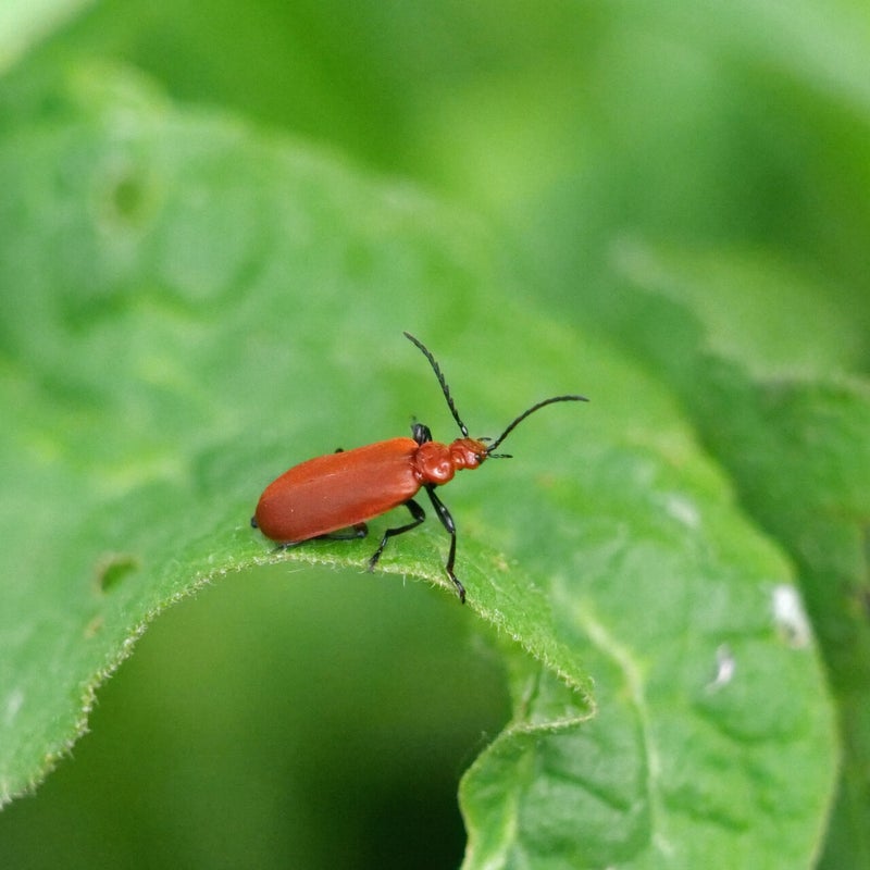 Roodkopvuurkever, Oostvaardersplassen