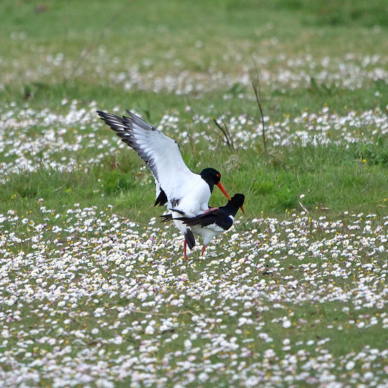 parende Scholeksters, Vlieland