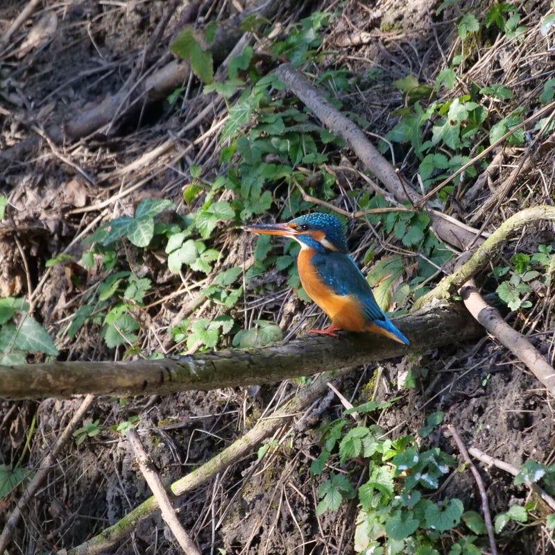IJsvogel ♀, Natuurtuin De Wiedijk