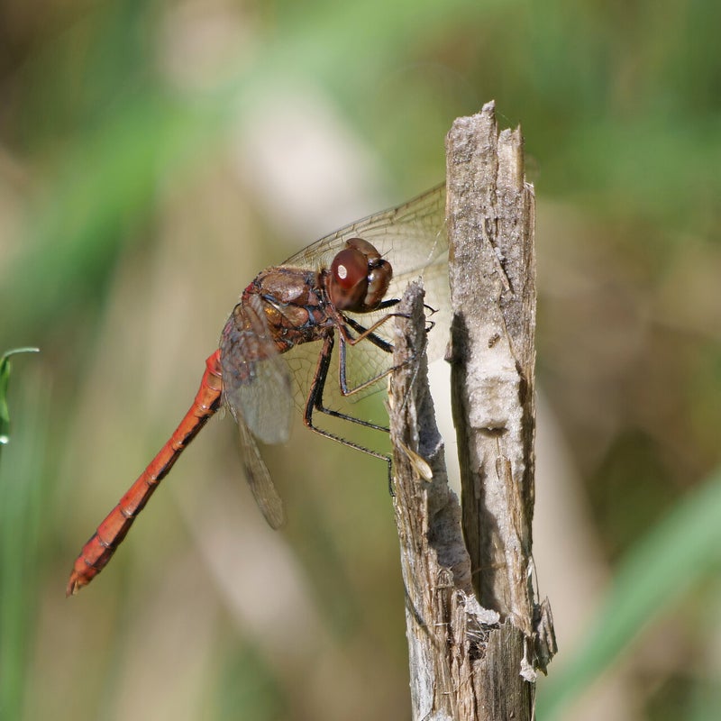 Steenrode heidelibel ♂, Lepelaarplassen
