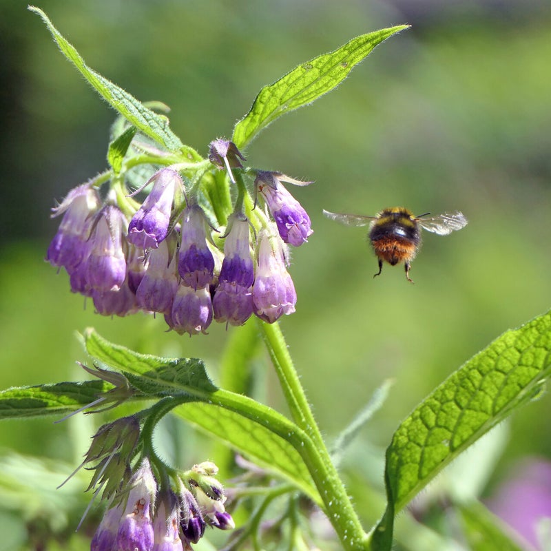Weidehommel, Tuinpark Het Oude Bijenpark