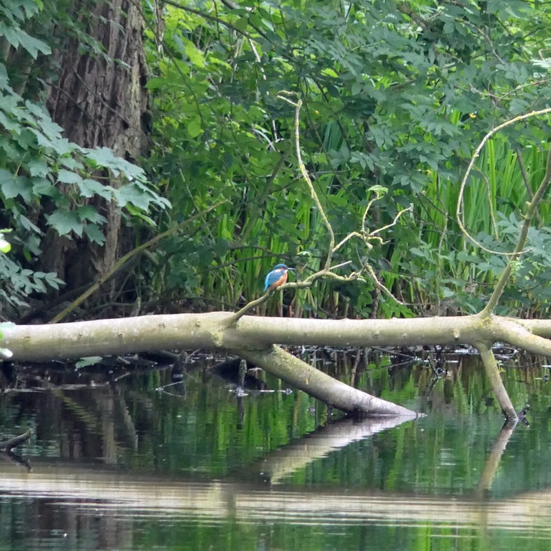 IJsvogel (was met het blote oog niet te zien), Naardermeer