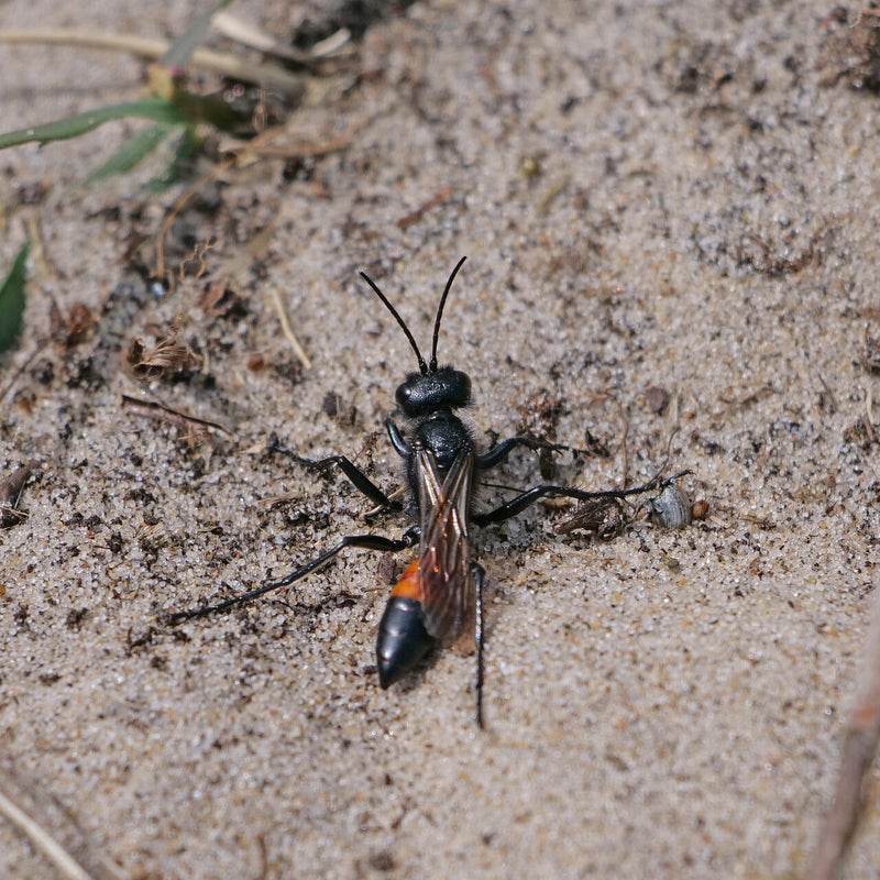 Rupsendoder sp., Vlieland
