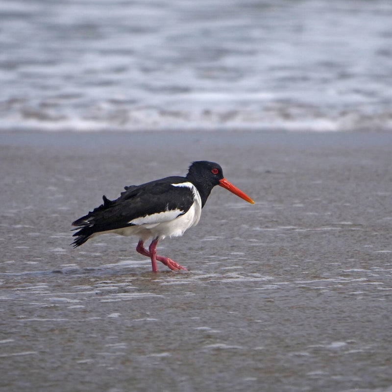Scholekster, Vlieland