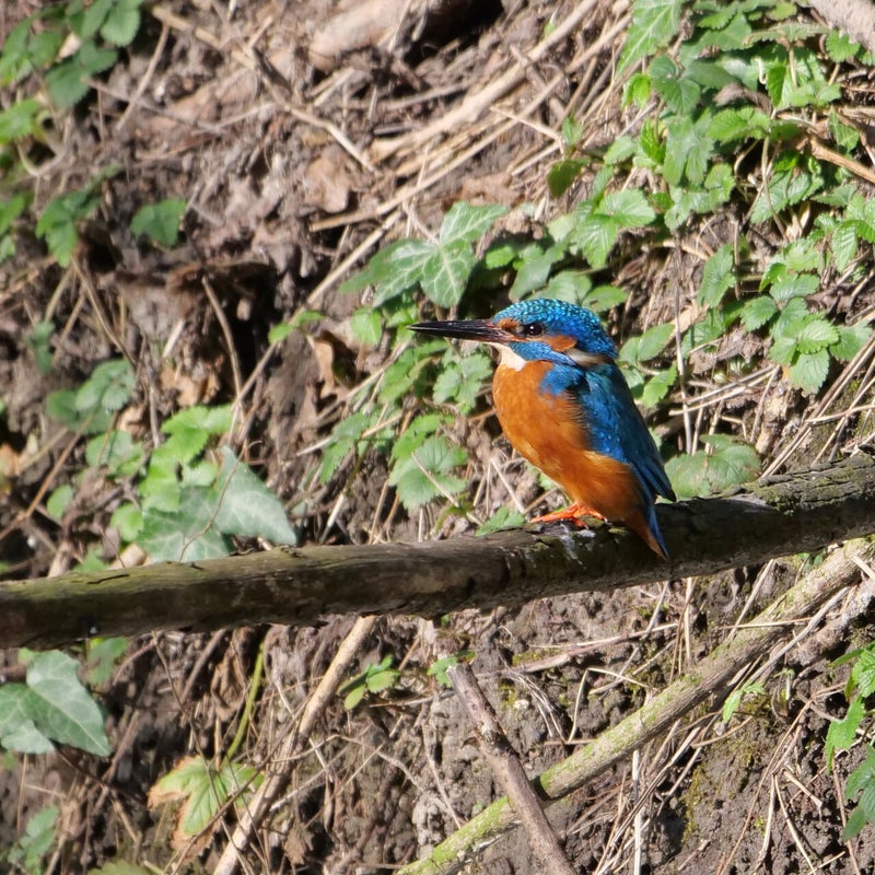 IJsvogel ♂, Natuurtuin De Wiedijk