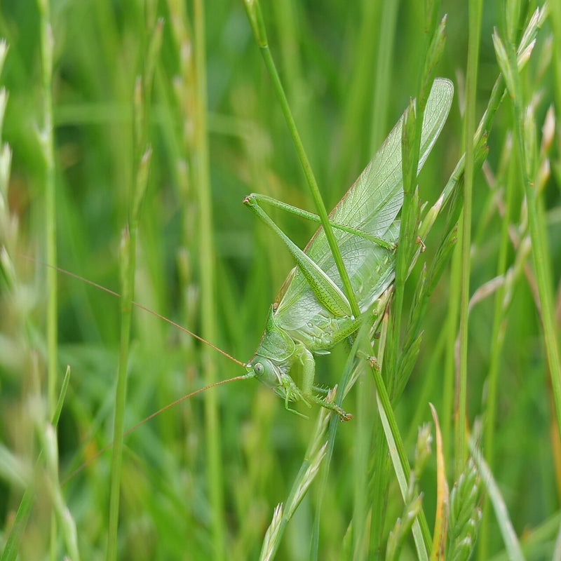 Grote groene sabelsprinkhaan, Waverhoek