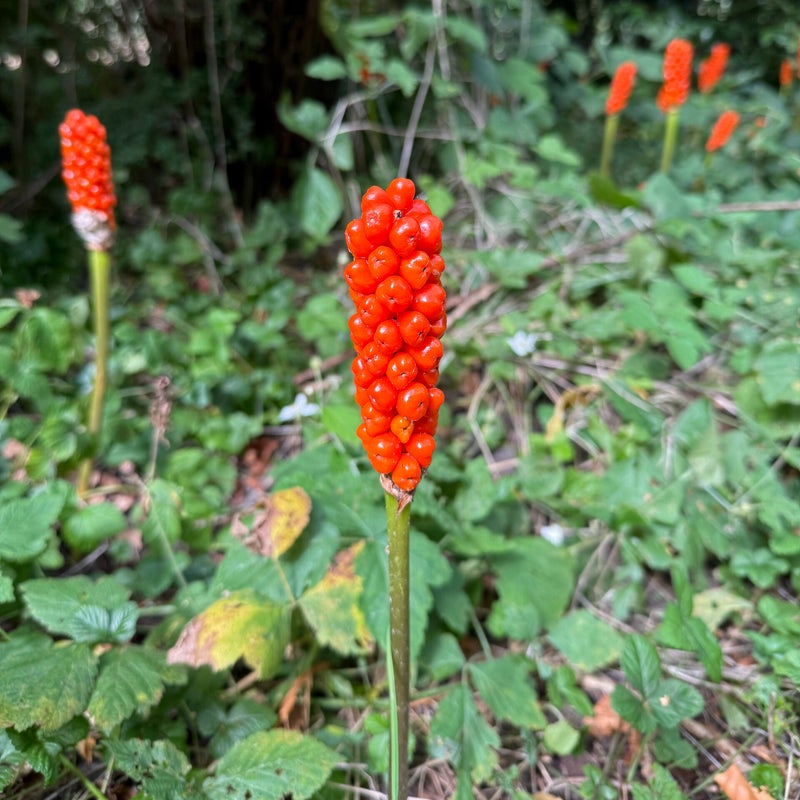 Aronskelk (vrucht), Sloterpark
