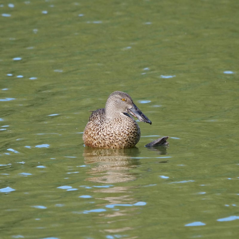 Slobeend juveniel ♂, Lepelaarplassen