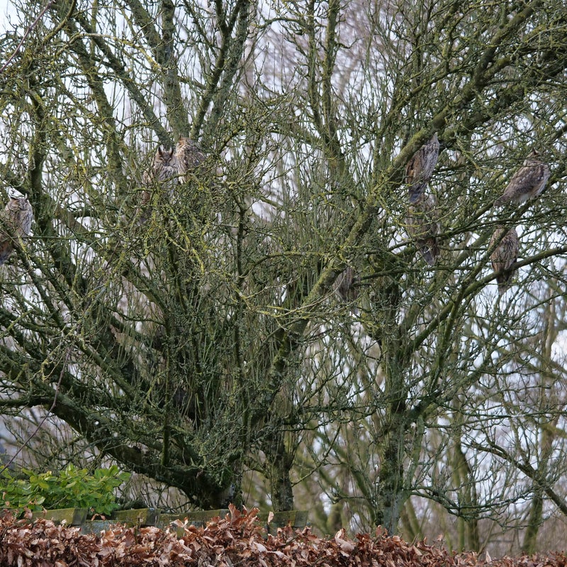 Wel 10 Ransuilen in één boom, Wageningen