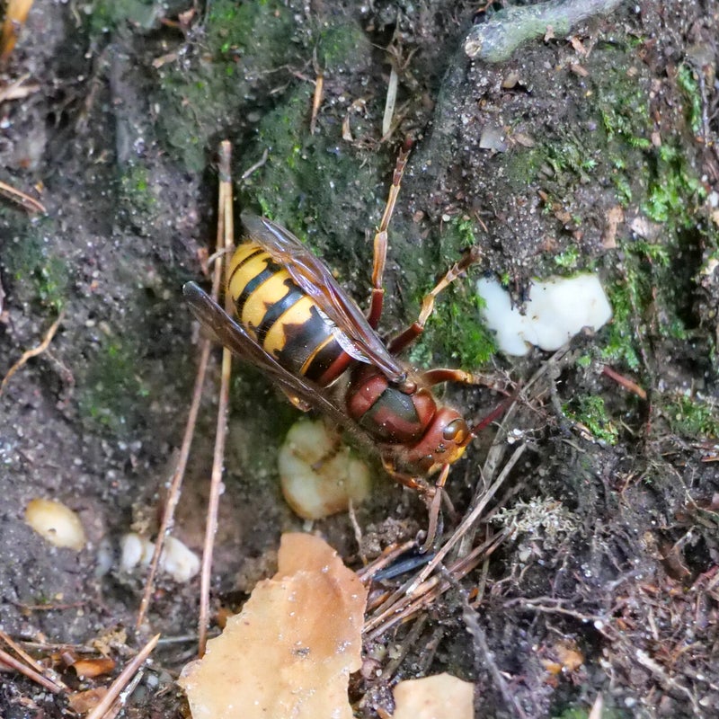 Europese hoornaar, Veluwezoom