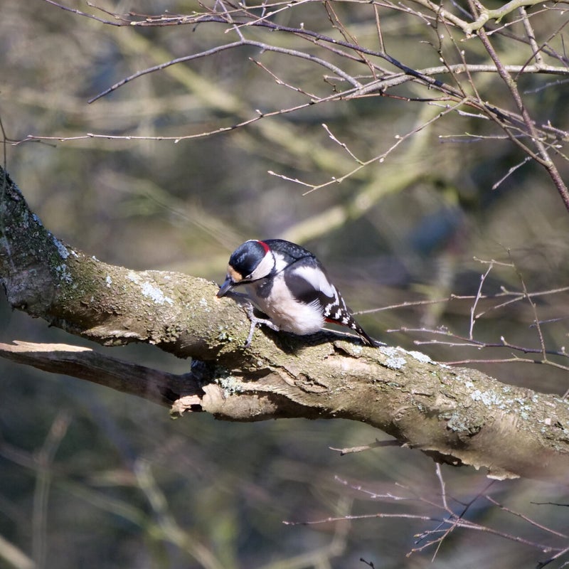 Grote Bonte Specht ♂, Leersumse Veld