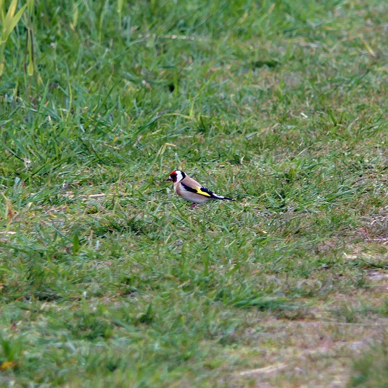 Putter, Oostvaardersplassen