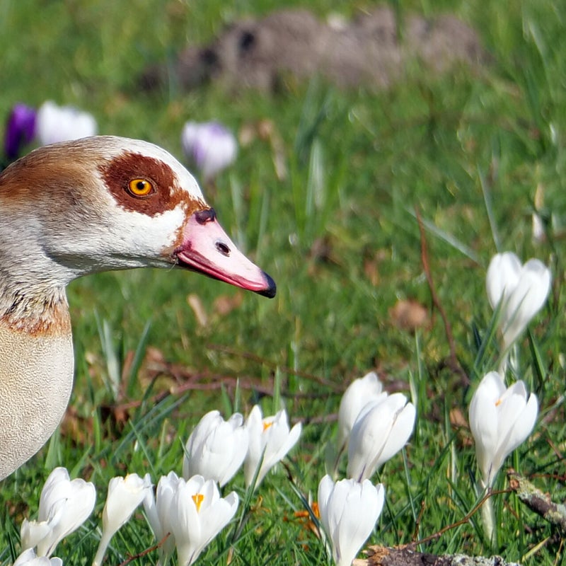 Nijlgans, Sloterpark