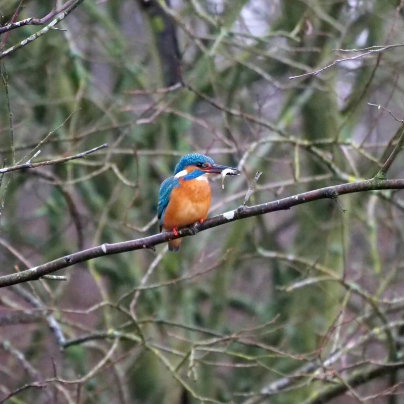 IJsvogel heeft weer een vis gevangen. Hap ...