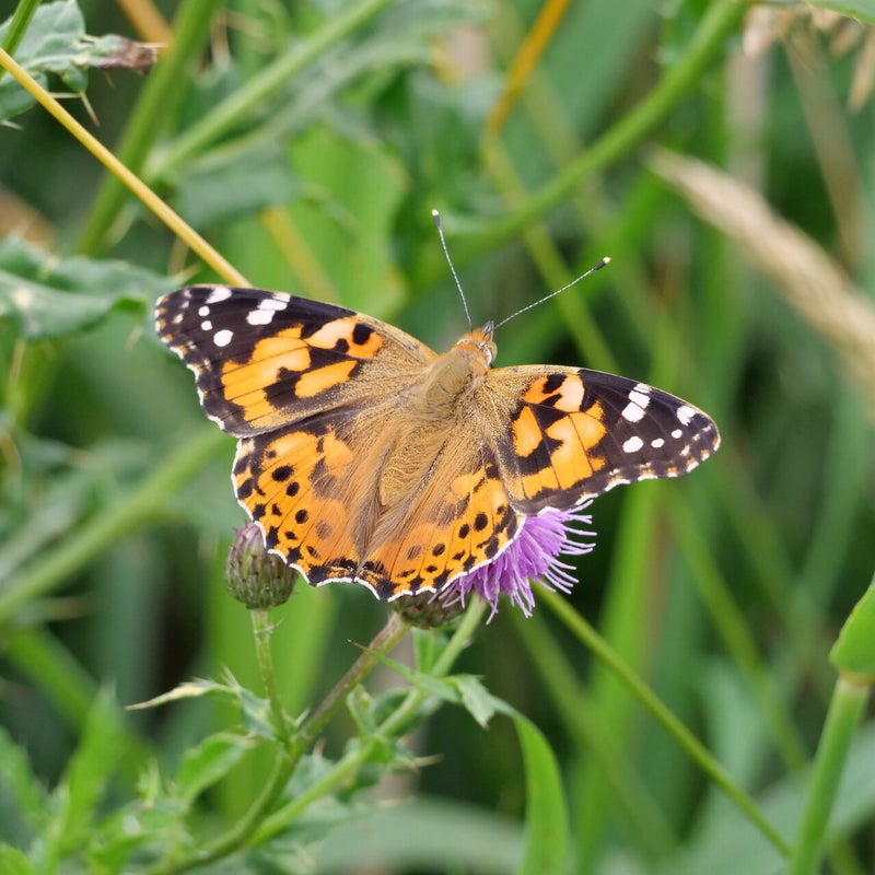 Distelvlinder, Waverhoek