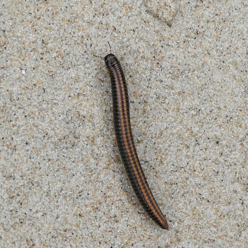 Grote tweestreep (miljoenpoot), Terschelling