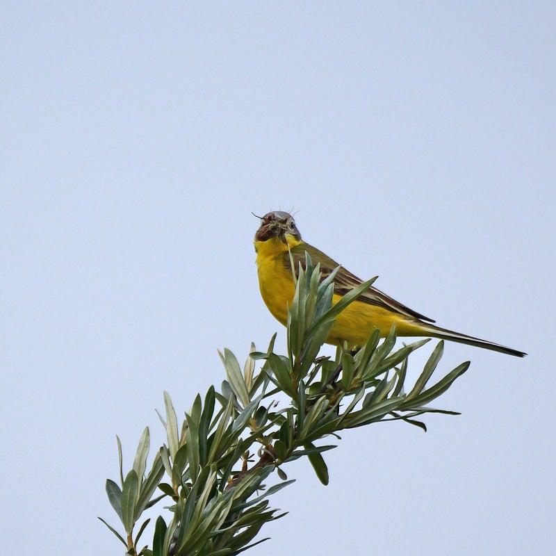 Gele Kwikstaart ♂ met insecten, Marker Wadden