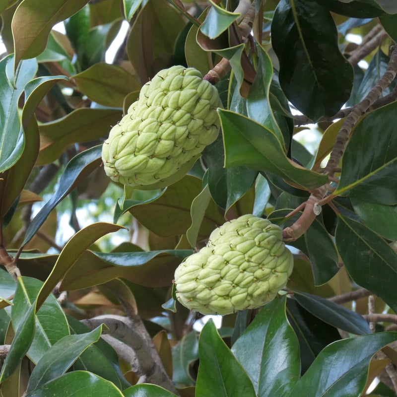 Tulpenboom (vrucht), Spanje