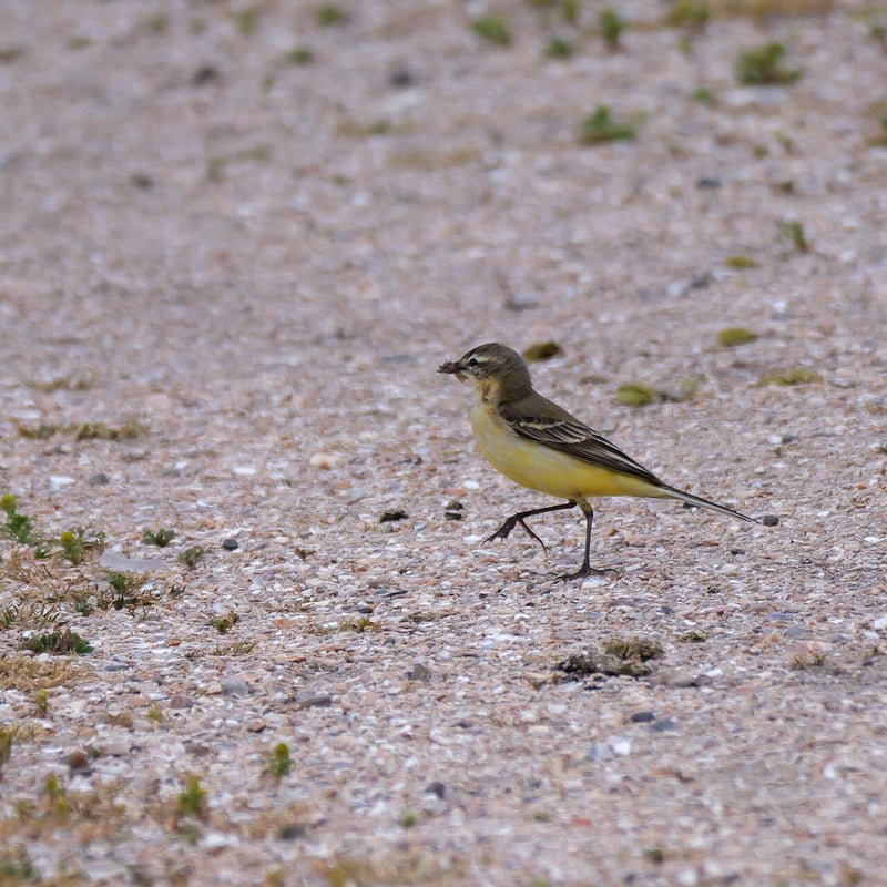 Gele Kwikstaart ♀ met insecten, Marker Wadden