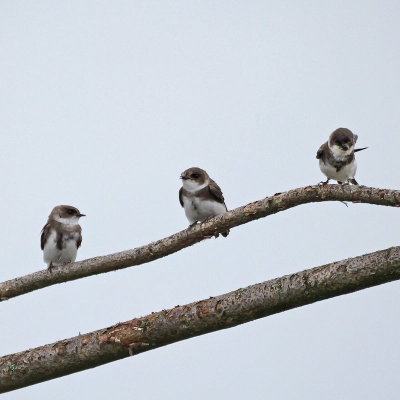 Oeverzwaluw, Marker Wadden