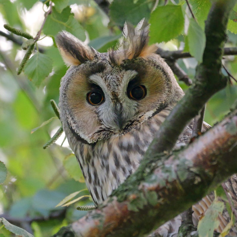 Ransuil, Vlaardingen