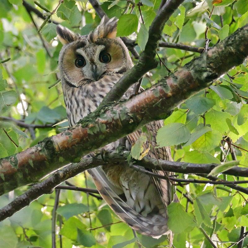 Ransuil, Vlaardingen