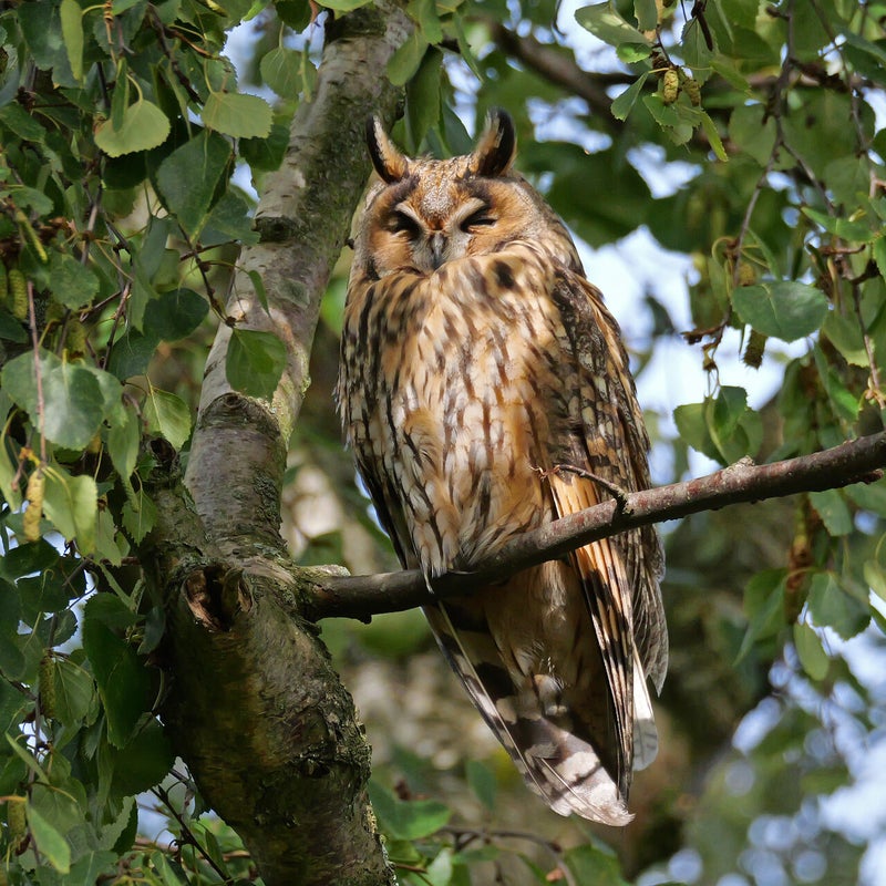 Ransuil, Vlaardingen