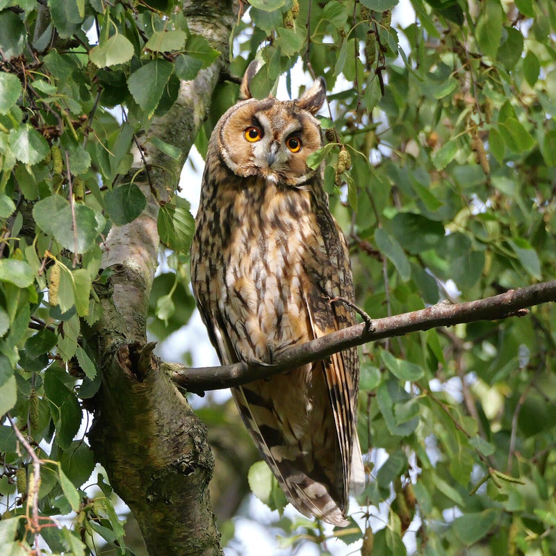 Ransuil, Vlaardingen