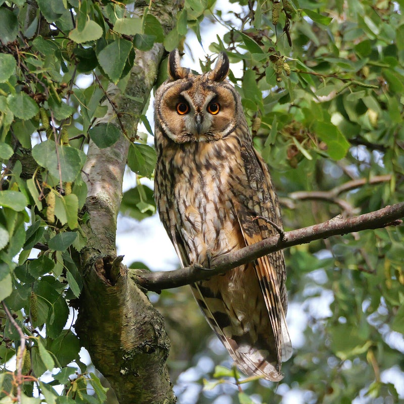 Ransuil, Vlaardingen